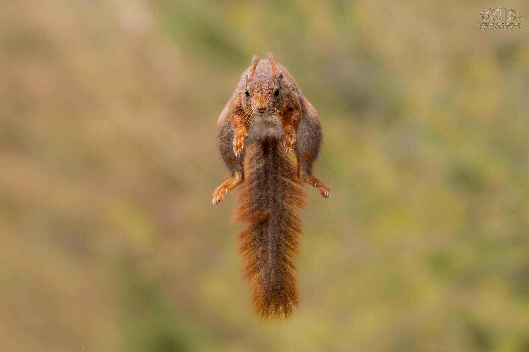 Jumping squirrel Red squirrel / Sciurus vulgaris Stefan Cruysberghs